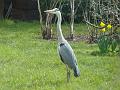 2013-0407_1150_Heron_8,7C